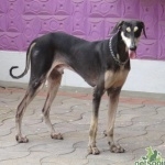 Rampur Greyhound 1080p