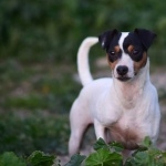 Ratonero Bodeguero Andaluz photo