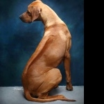 Rhodesian Ridgeback hd pics