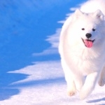 Samoyed breed wallpapers