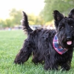 Scottish Terrier hd photos