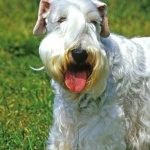 Sealyham Terrier high definition photo