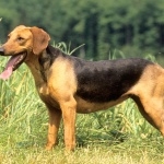 Serbian Hound free wallpapers