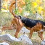 Serbian Tricolour Hound widescreen