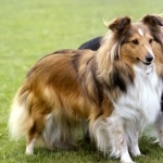 Shetland Sheepdog wallpapers