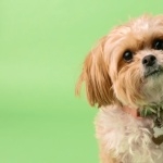 Shih Tzu high definition wallpapers