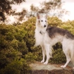 Silken Windhound pic