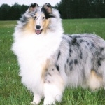 Smooth Collie wallpapers hd