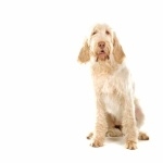 Spinone Italiano pics