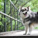 Swedish Lapphund hd photos