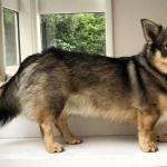 Swedish Vallhund high quality wallpapers