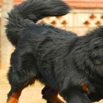 Tibetan Mastiff 2025