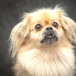 Tibetan Spaniel full hd