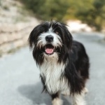 Tibetan Terrier breed