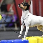 Toy Fox Terrier funny