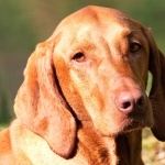 Vizsla free download