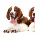 Welsh Springer Spaniel images