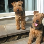 Welsh Terrier full hd