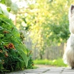 West Highland White Terrier photo