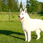 White Shepherd high quality wallpapers