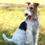 Wire Fox Terrier breed