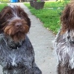 Wirehaired Pointing Griffon desktop