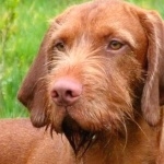 Wirehaired Vizsla image