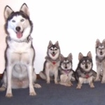 Alaskan Klee Kai full hd