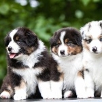 Australian Shepherd pic