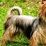 Australian Silky Terrier new wallpaper