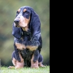 Basset Bleu de Gascogne new wallpaper