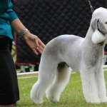 Bedlington Terrier wallpapers for desktop