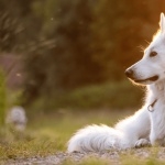 Berger Blanc Suisse wallpapers