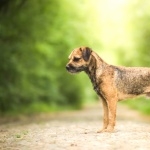 Border Terrier high definition wallpapers