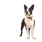 Boston Terrier photo