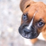 Boxer breed hd pics