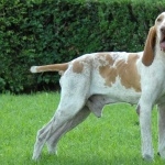 Bracco Italiano cute