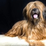 Briard hd pics