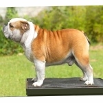 Bulldog image