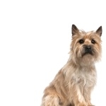 Cairn Terrier images