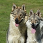 Czechoslovak Wolfdog new wallpapers