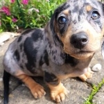 Dachshund full hd