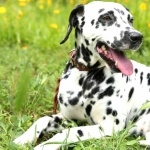 Dalmatian breed hd