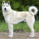 East Siberian Laika new photos