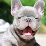 French Bulldog free wallpapers