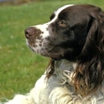 French Spaniel new wallpapers