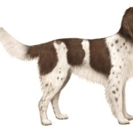 German Longhaired Pointer high quality wallpapers