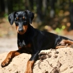 German Pinscher pics