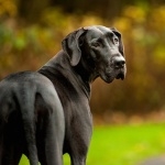 Great Dane high definition wallpapers