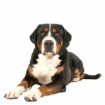 Greater Swiss Mountain Dog hd